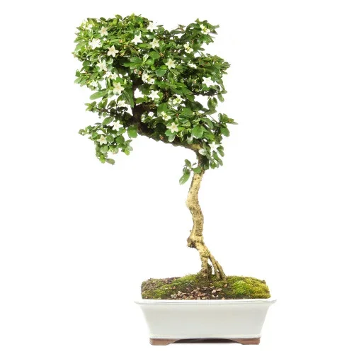 Fukien Tea – ST0124FT-N