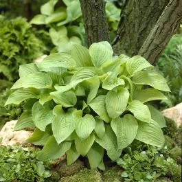 Funkie Hosta August Moon 9 Cm