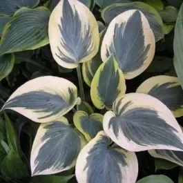 Funkie (Hosta hybride) Valley’s Glacier