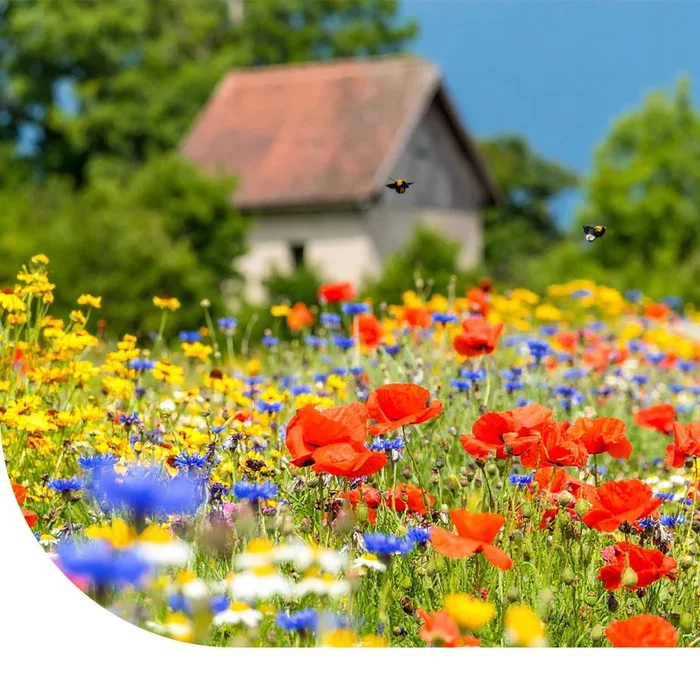 Funktionelle Agro-Biodiversität (FAB) mischung
