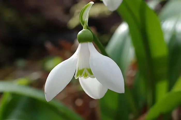 Galanthus woronowii (Woronow-Schneeglöckchen)