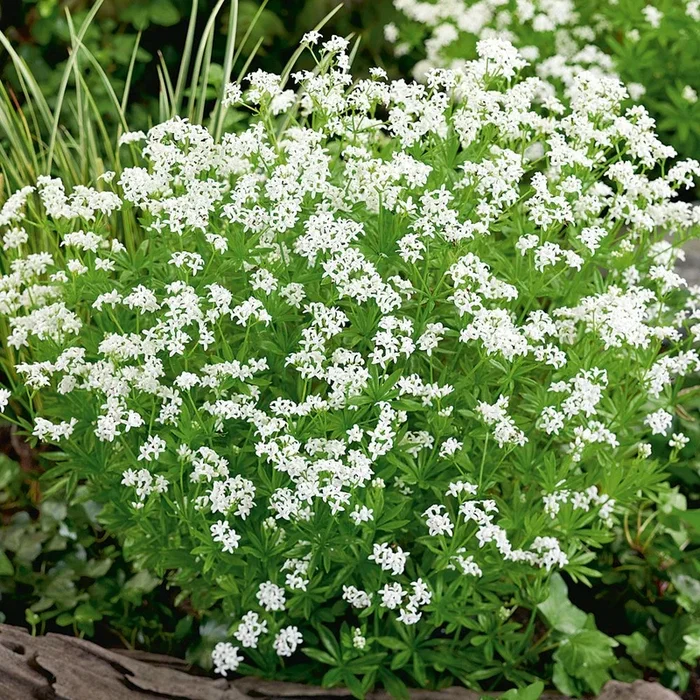 Galium odoratum