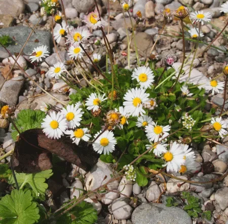 Gänseblümchen (Bellis perennis) „Bio“