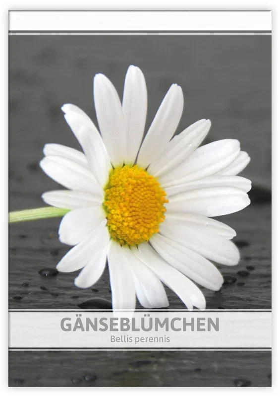 Gänseblümchen für Werbezwecke