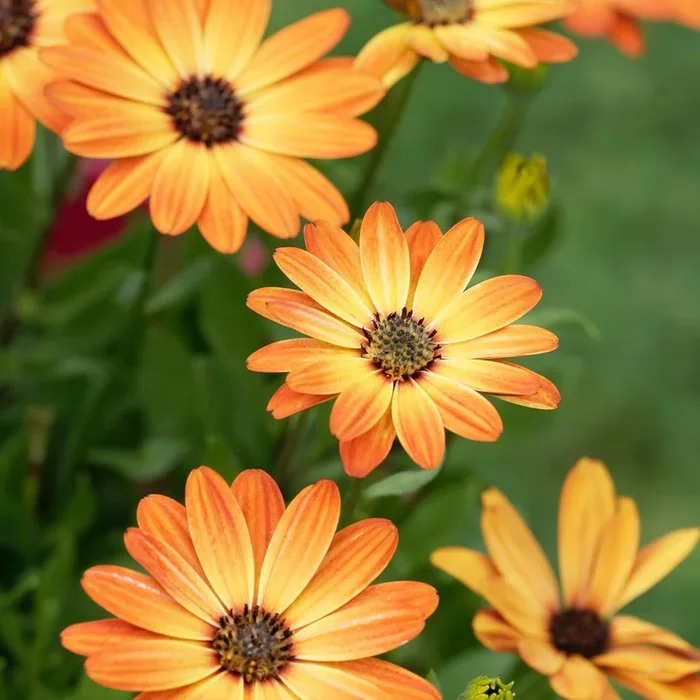 Gänseblümchen orange