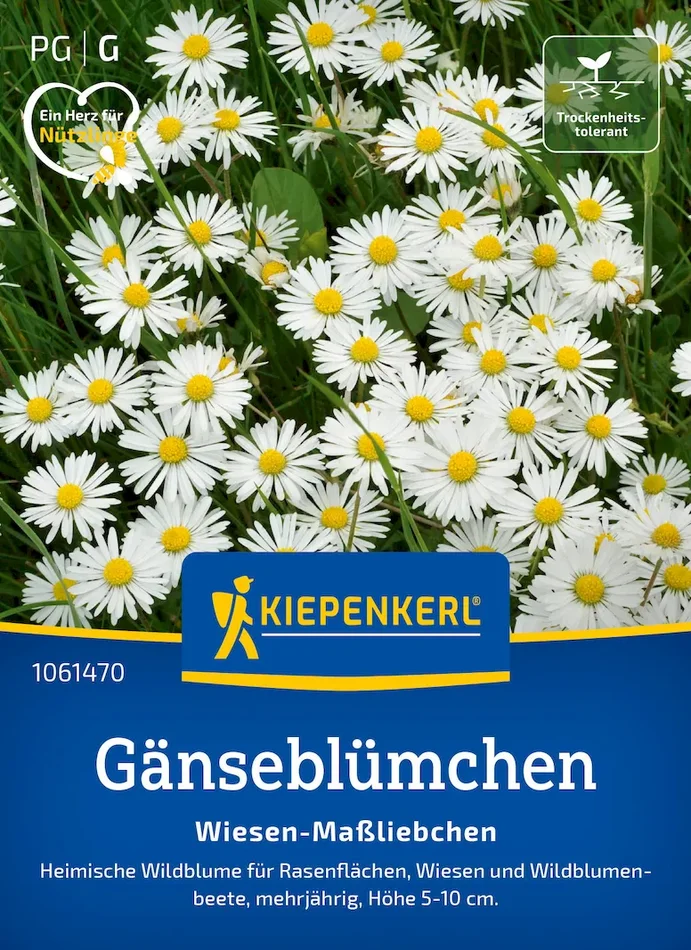 Gänseblümchensamen Wiesen-Maßliebchen