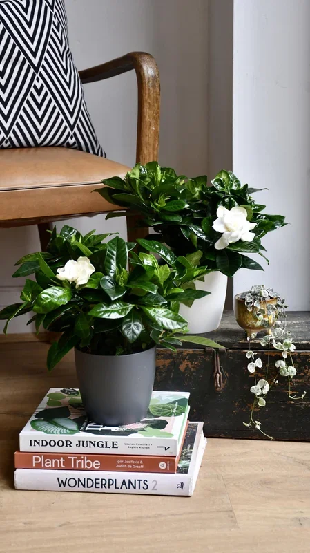 Gardenia Jasminoides (White Jasmine) & pot