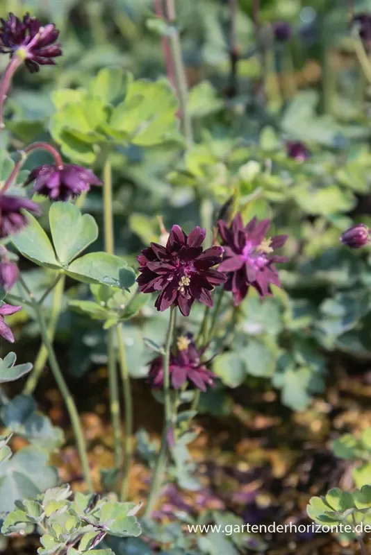 Garten-Akelei ‚Black Barlow‘