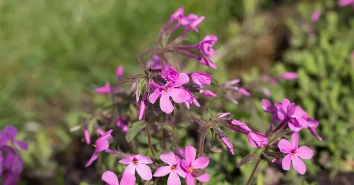 Garten-Ausläufer-Flammenblume