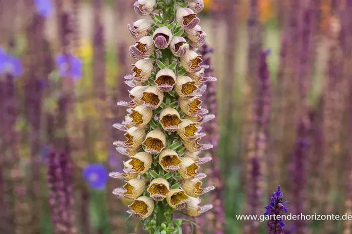 Garten-Fingerhut ‚Gelber Herold‘