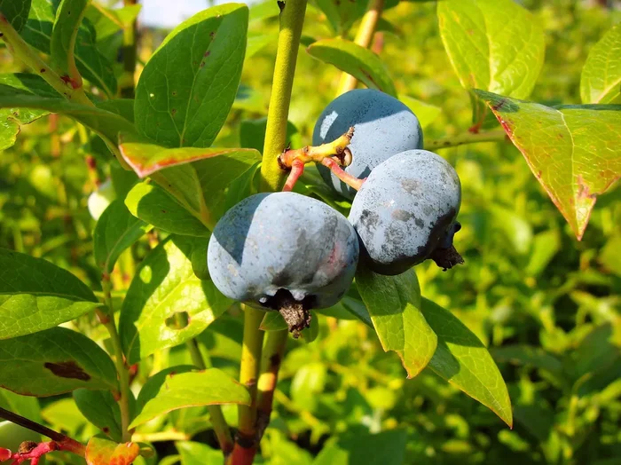 Garten-Heidelbeere ‚Brigitta Blue‘
