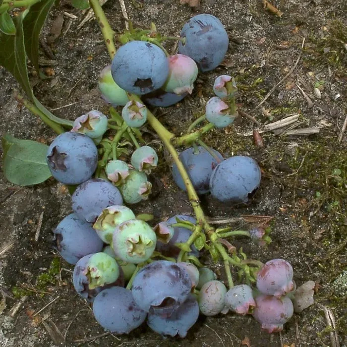 Garten-Heidelbeere ‚Duke‘