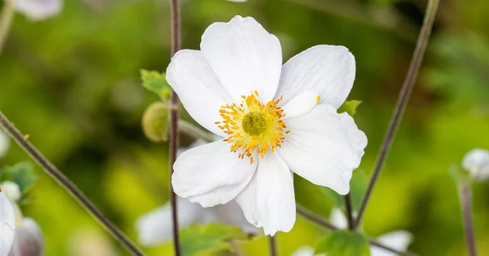 Garten-Herbst-Anemone ‚Whirlwind‘