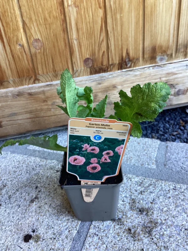 Garten-Mohn ‚Prinzessin Victoria Luise ‚