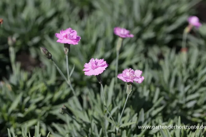 Garten-Pfingst-Nelke ‚Pink Jewel‘
