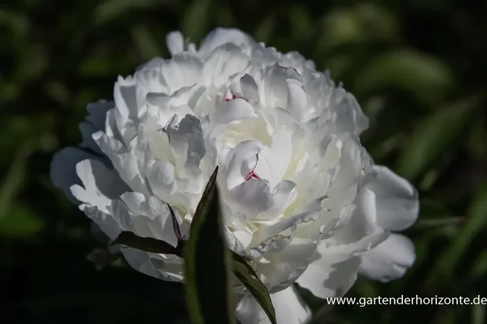 Garten-Pfingstrose ‚Festiva Maxima‘