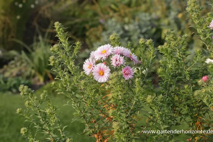 Garten-Raublatt-Aster ‚Rudelsburg‘