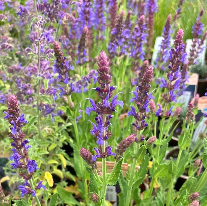 Garten-Salbei ‚Ostfriesland‘