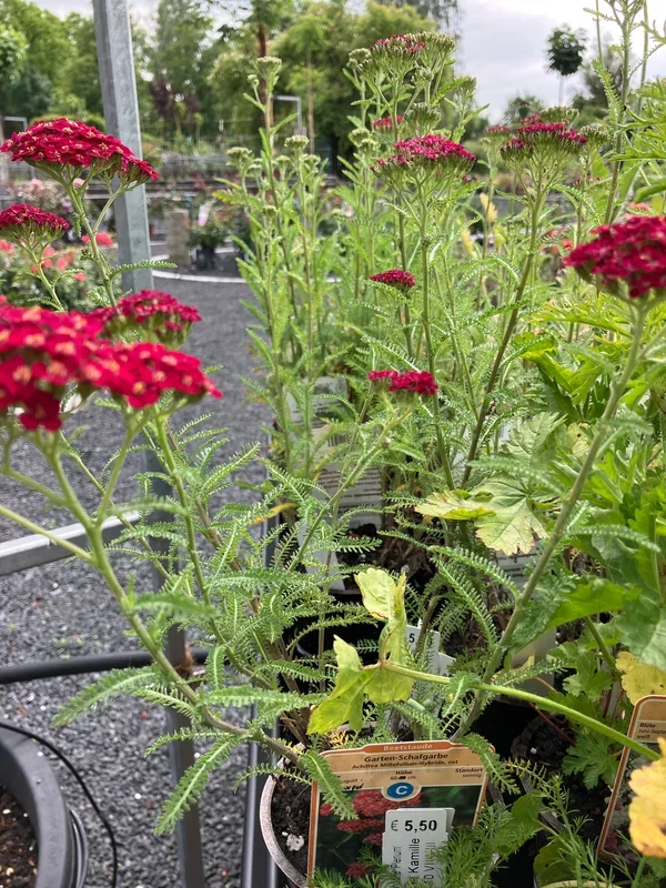 Garten-Schafgarbe ‚Cerise Queen‘