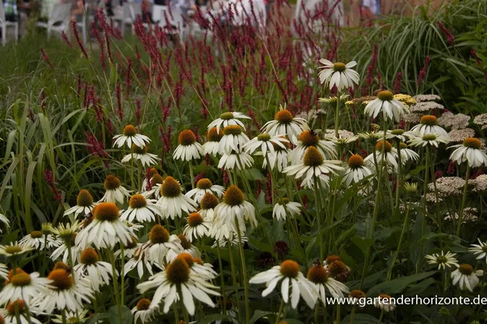Garten-Scheinsonnenhut ‚Alba‘
