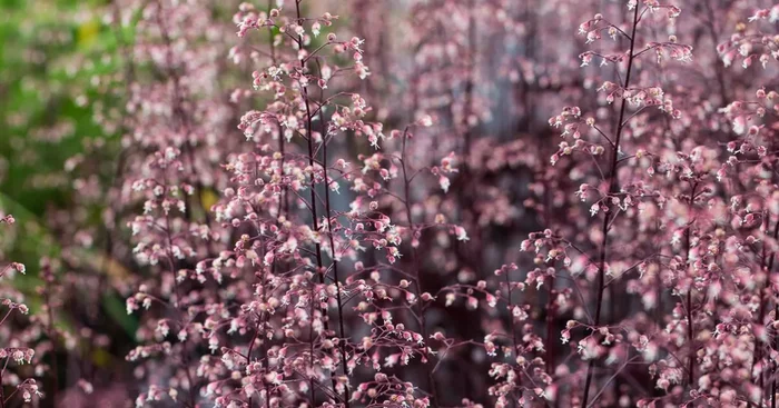 Garten-Silberglöckchen ‚Black Beauty’®