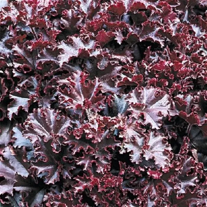 Garten-Silberglöckchen ‚Melting Fire‘