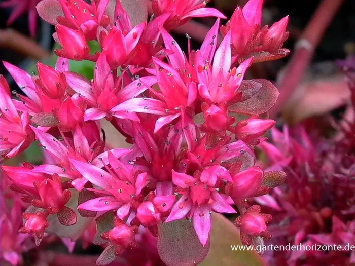 Garten-Teppich-Fettblatt ‚Fuldaglut‘