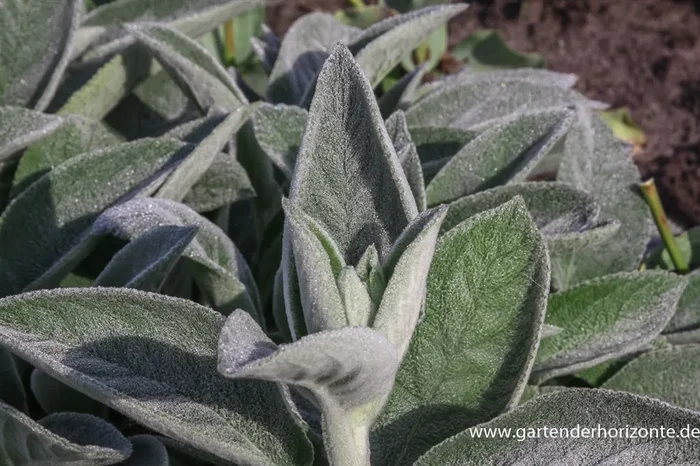 Garten-Woll-Ziest