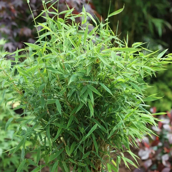 Gartenbambus ‚Early Green‘
