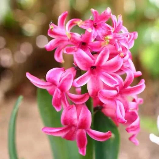 GartenhyazinthePink Pearl