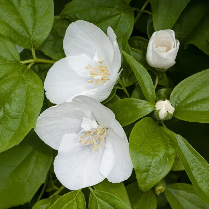 Gartenjasmin ‚Natchez‘