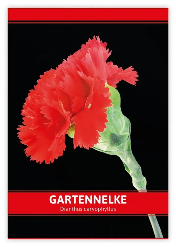 Gartennelke für Werbezwecke