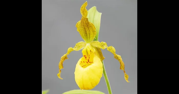 Gartenorchidee – Der Behaarte Frauenschuh