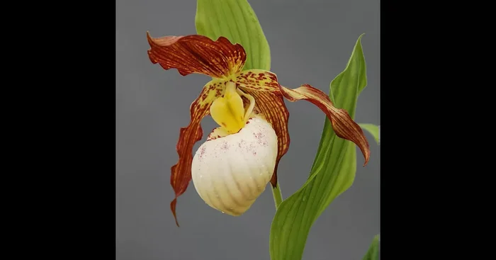 Gartenorchidee Frauenschuh ‚Gabriela‘