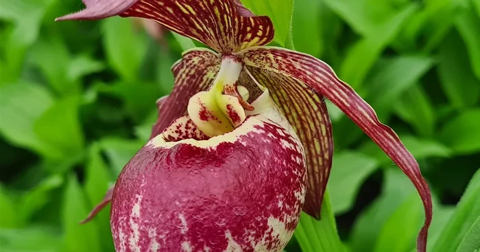 Gartenorchidee Frauenschuh kentuckiense x corrugatum