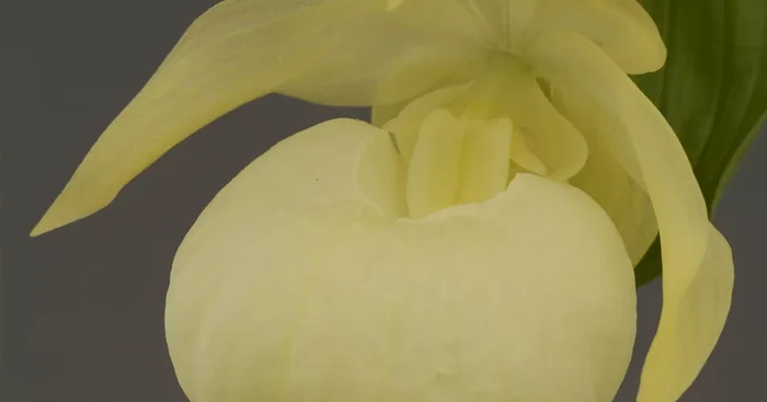 Gartenorchidee Japanischer Frauenschuh rebunense