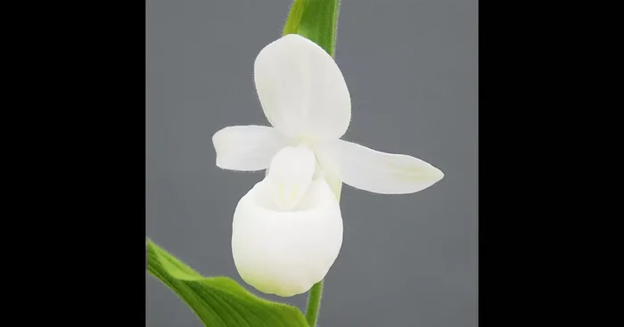 Gartenorchidee Weiße Königin Frauenschuh