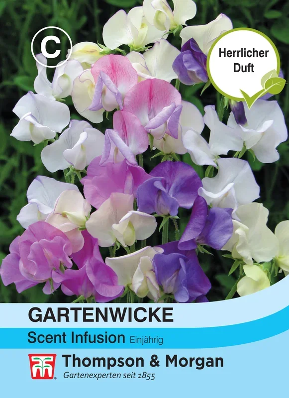 Gartenwicke Scent Infusion