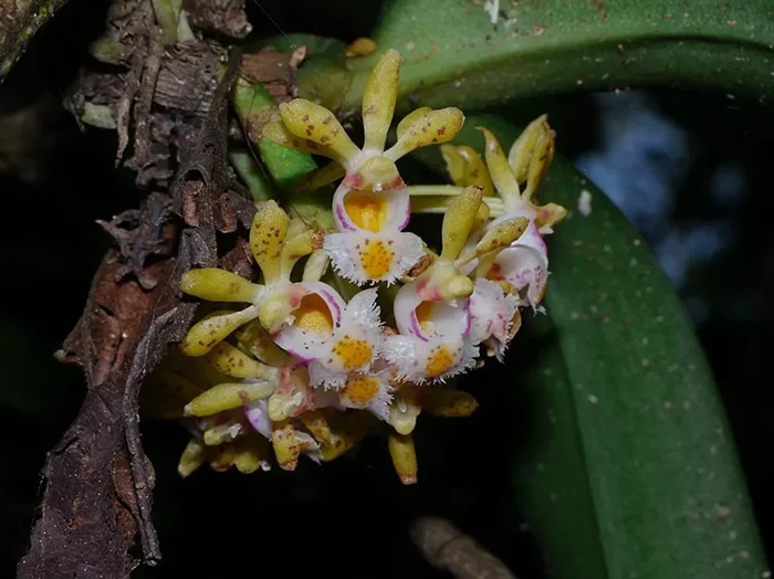 Gastrochilus obliquus (9 cm Topf)