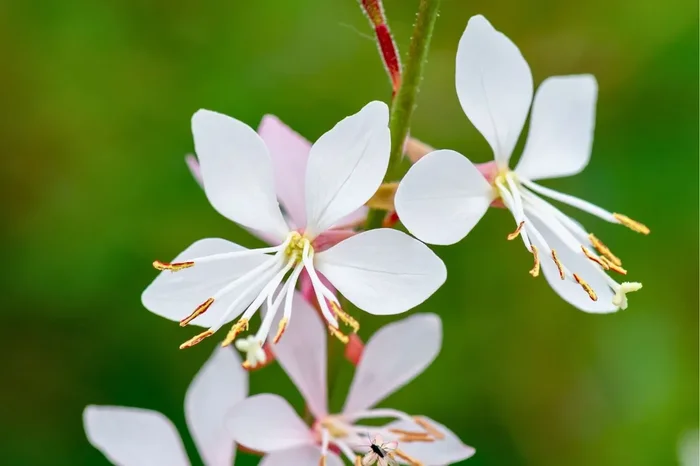 Gaura lindheimeri ‚Graceful White‘ (Prachtkerze)