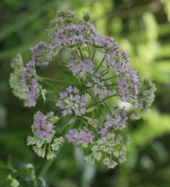 Gebirgs-Kälberkropf (Chaerophyllum hirsutum) „Bio“