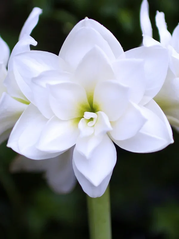 Gefüllte Amaryllis Weisse Nymphe
