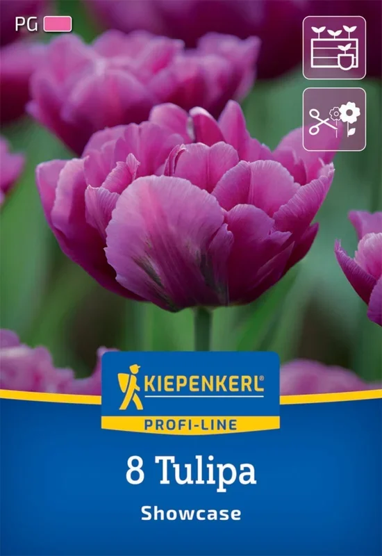 Gefüllte frühe Tulpe Showcase (8 Stück)