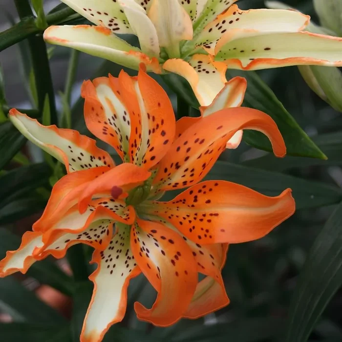 Gefüllte Lilien