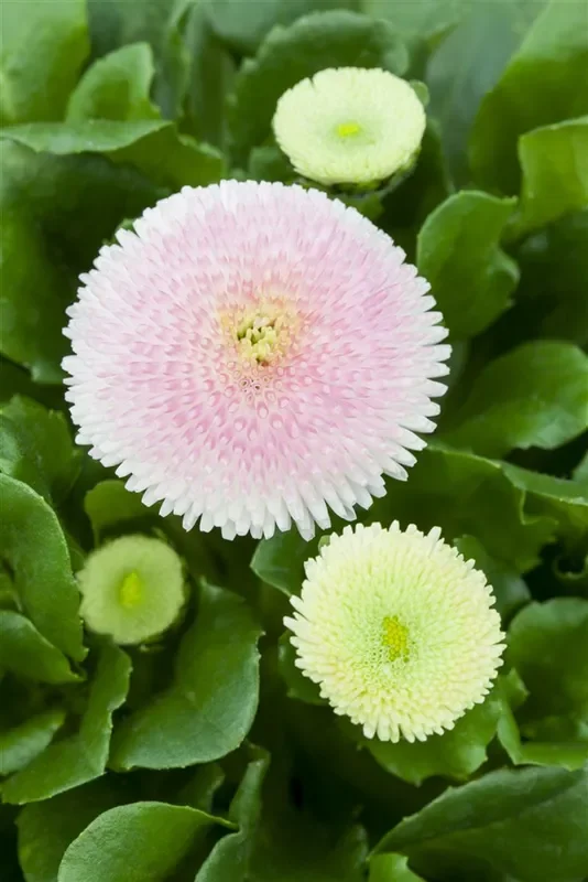 Gefülltes Gänseblümchen-Samen