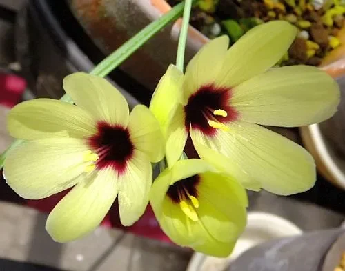 Geissorhiza darlingensis