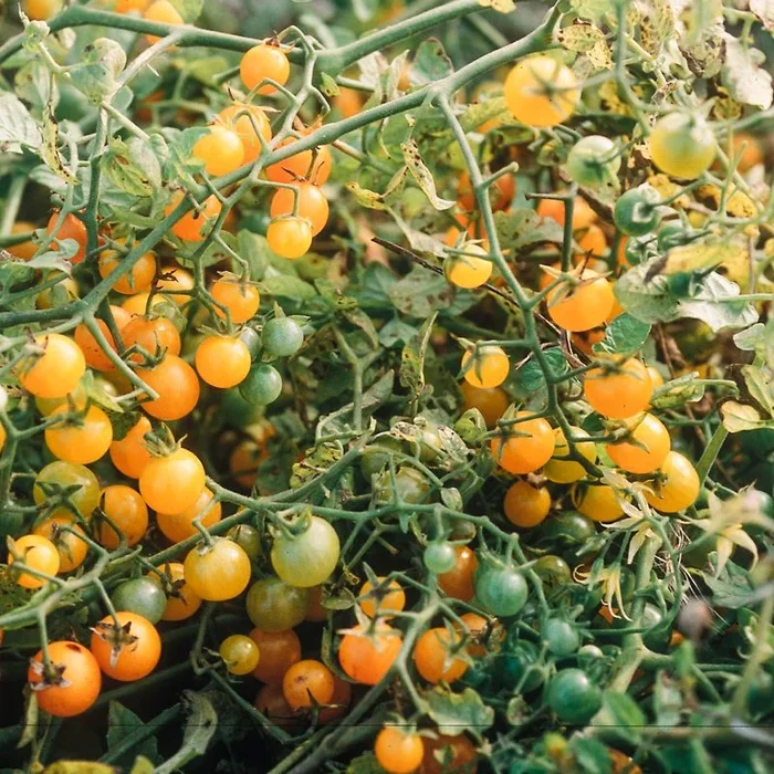 Gelbe Johannisbeere