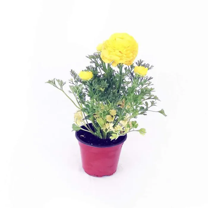 Gelbe Ranunkelvase 14cm