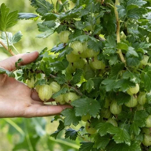 Gelbe Stachelbeere Hinnonmäki gelb