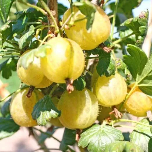 Gelbe StachelbeereInvicta